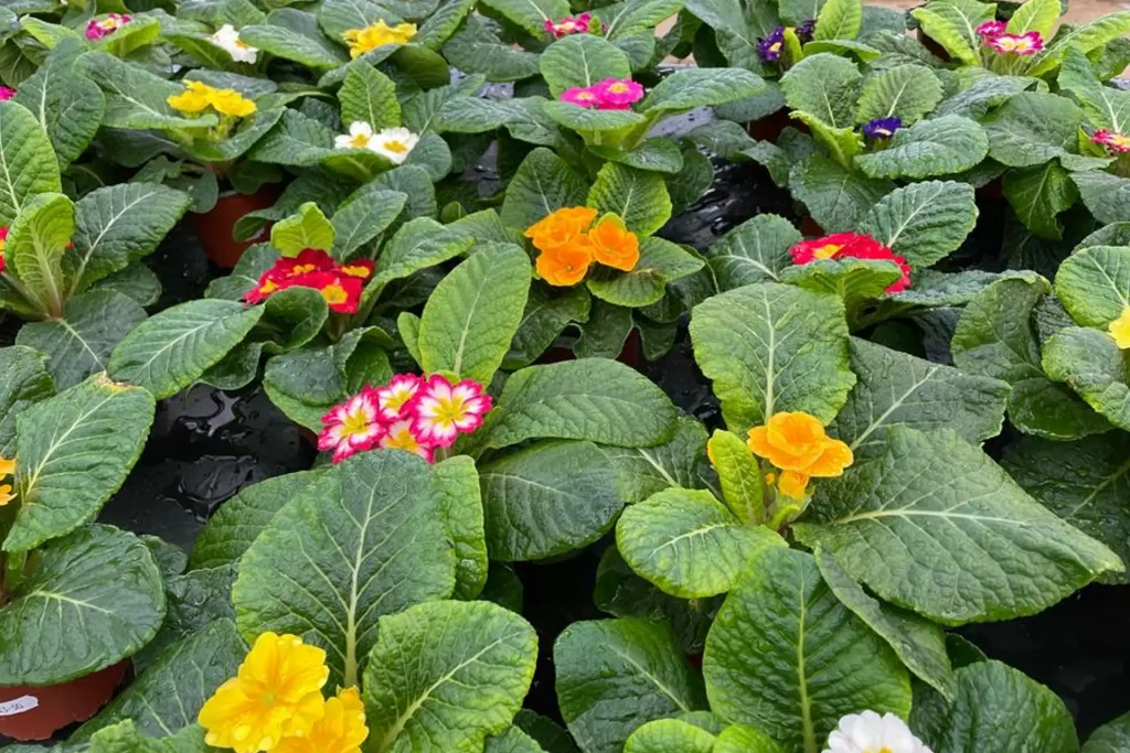 tarn road nurseries brampton